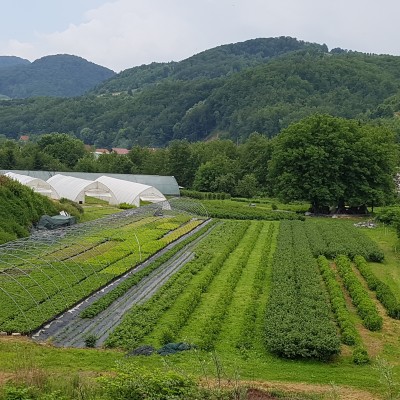 Collaboration with Serbia delivers cultivated organic raspberry canes to Dale Farm