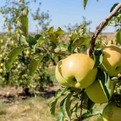 Celebrating Organic September